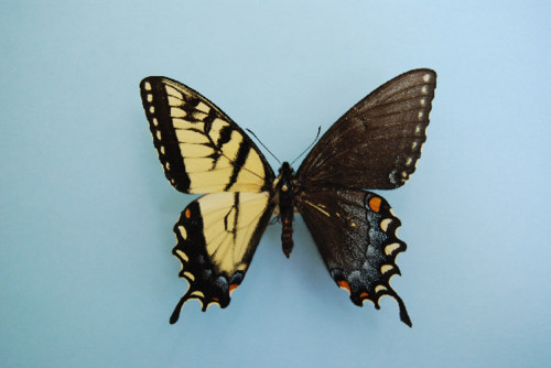 Papilio glaucus Gynandromorph 2 (Internet Image property of respective owner, non-commercial use only)